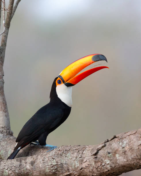 istock reuzentoekan, toco toucan, common toucan, giant toucan 1184416328