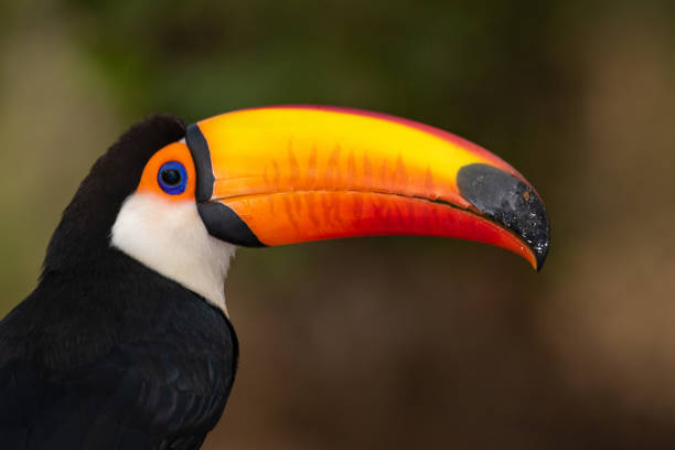 istock reuzentoekan, toco toucan, common toucan, giant toucan 1184416497