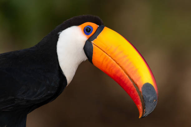istock reuzentoekan, toco toucan, common toucan, giant toucan 1184416510