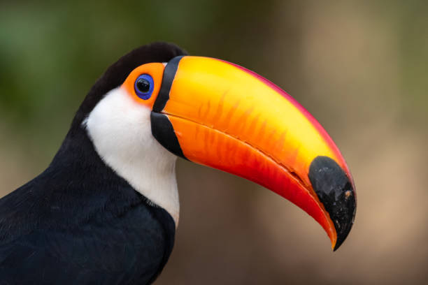 istock reuzentoekan, toco toucan, common toucan, giant toucan 1184416531