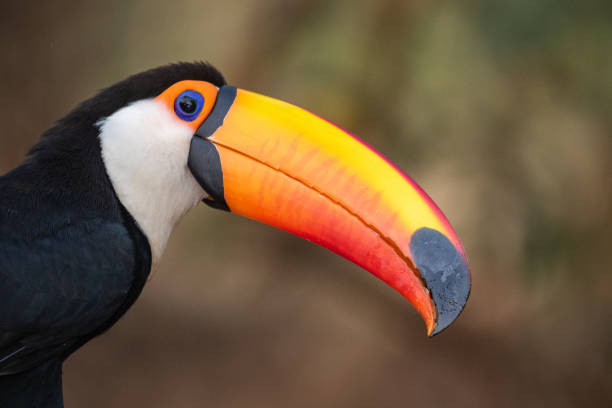 istock reuzentoekan, toco toucan, common toucan, giant toucan 1184416628