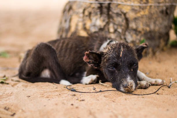 Sad, neglected, mistreated or abused and abandoned puppy dog lying in the sand, on a rope Sad, neglected, mistreated or abused and abandoned puppy dog lying in the sand, on a rope exploitation stock pictures, royalty-free photos & images