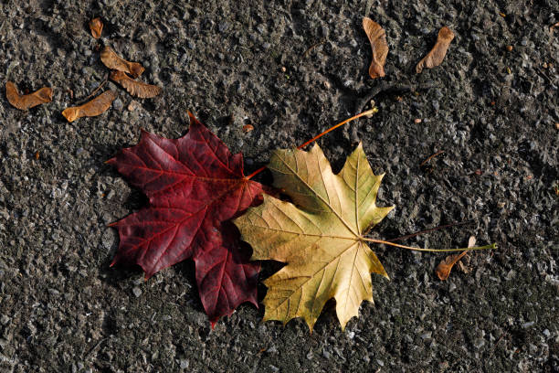 норвегия кленовые листья осенью желтый и красный - maple keys фотографии стоковые фото и изображения