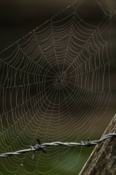 old barbed wires and spider web old barbed wires and spider web free html web templates stock pictures, royalty-free photos & images