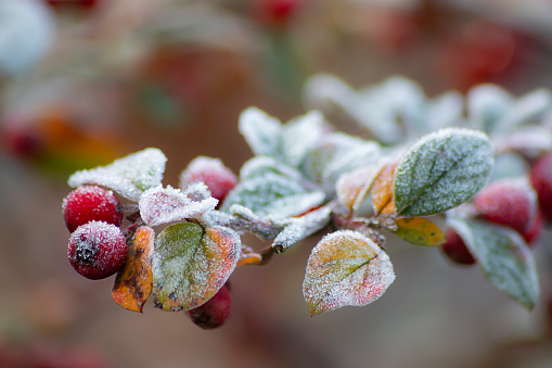 Everlastings (Syncarpha vestita). Also called by the following name: Cape snow. Fynbush,  Desert flower in South Africa.