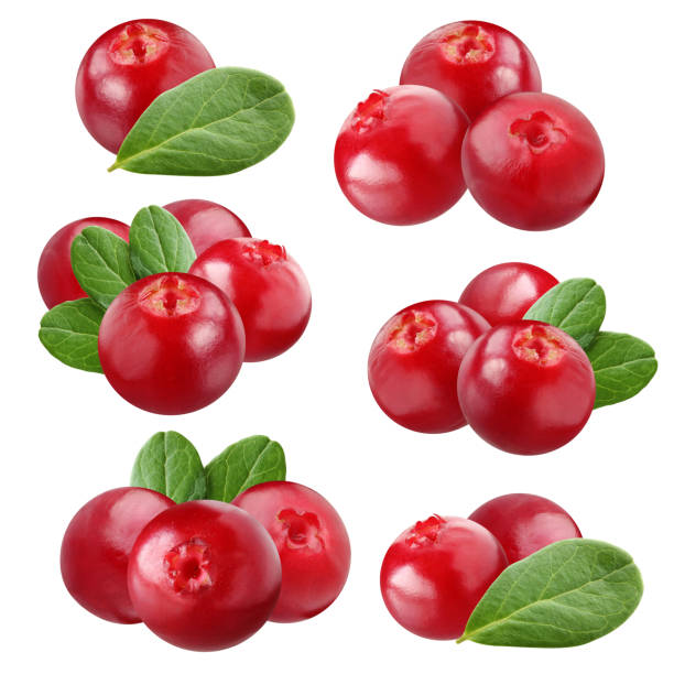 istock cowberry isolated on white background. 1184419649