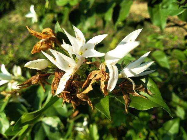 istock White flowers. for istock. 1184419739