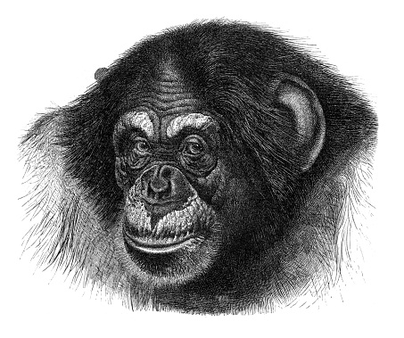 Head of chimpanzee ( Troglodytes niger ) illustration 1896
Original edition from my own archives
Source : 