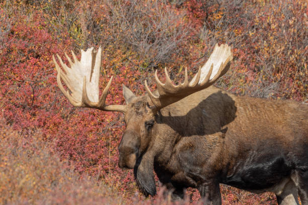 Alaska Yukon Bull Moose in Autumn an Alaska Yukon bull moose in autumn in Denali National Park Alaska alces alces gigas stock pictures, royalty-free photos & images