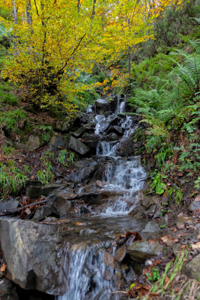 istock A stream in the Pelono Forest in Spain 1184421379