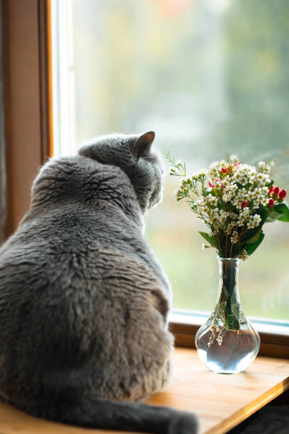 istock Cat looking through window and flowers in vase 1184421471