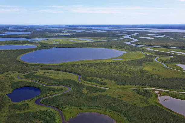 istock Tundra landscape in summer 1184421518