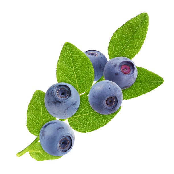 istock blueberry branch with leaves isolated on white background. 1184421768