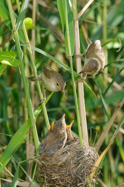 istock reed warbler at nest (Acrocephalus scirpaceus) 1184422600