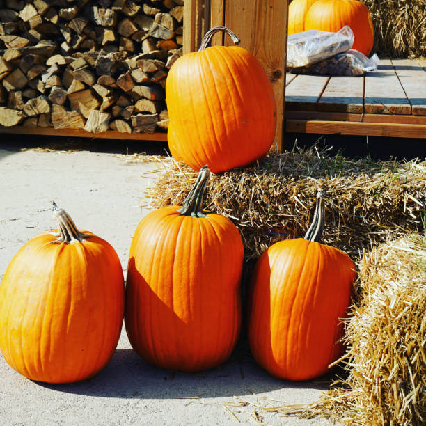 Some pumpkins on haystacks. stock photo