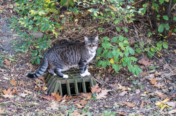 istock Grey Tabby Cat Exploring His Neighborhood 1184422683