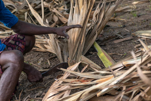 istock People of ancient tribes are collecting thatch for their necessary use 1184422813