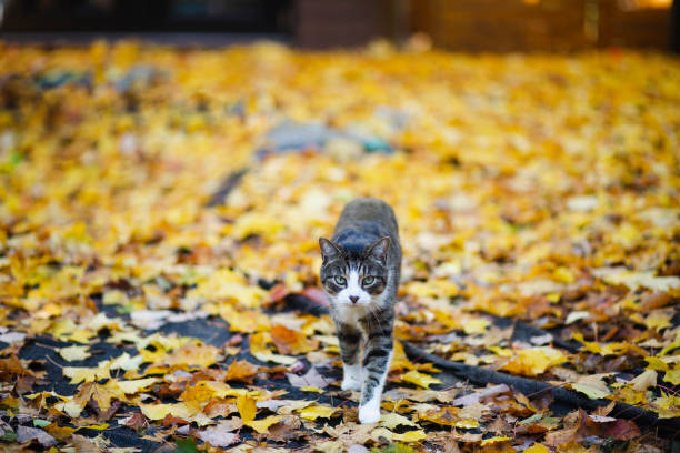 istock A tabby cat  with autumn leaves 1184423023