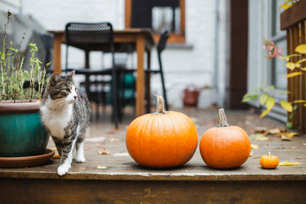 un gato con calabazas de árbol - squash pumpkin orange japanese fall foliage fotografías e imágenes de stock