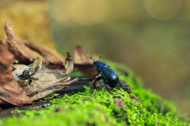 Blue metallic earth-boring dung beetle in green moss. Anoplotrupes stercorosus bug in summer forest, selective focus