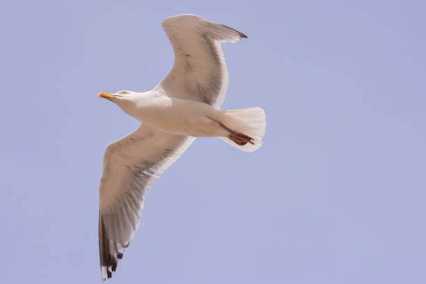 single seagull in flight on grey sky - 5898 imagens e fotografias de stock