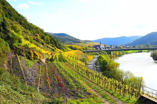 Mosel valley near Bruttig-Fankel