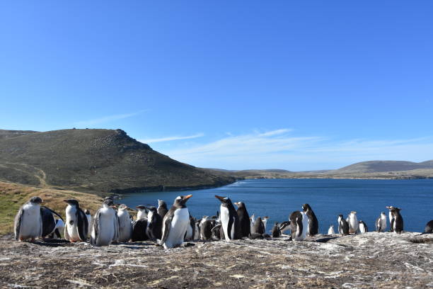 istock Gentoo penguin rookery with penguin chicks. 1184424215