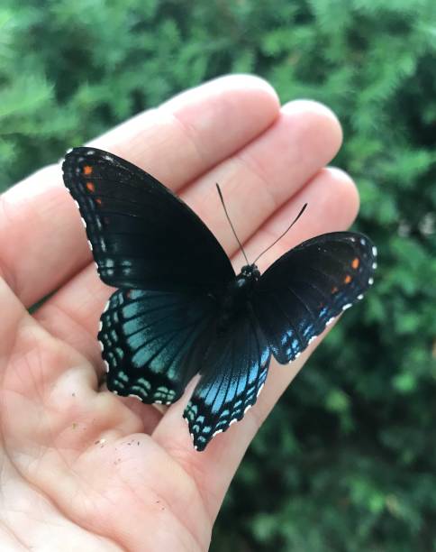 istock Lemenitis arthemis- the red spotted admiral 1184424511