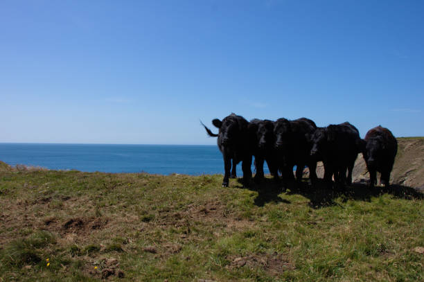 gruppe schwarzer kühe, die am rande einer klippe in pembrokeshire, martin es haven, großbritannien posieren. - cliff at the edge of grass sea stock-fotos und bilder