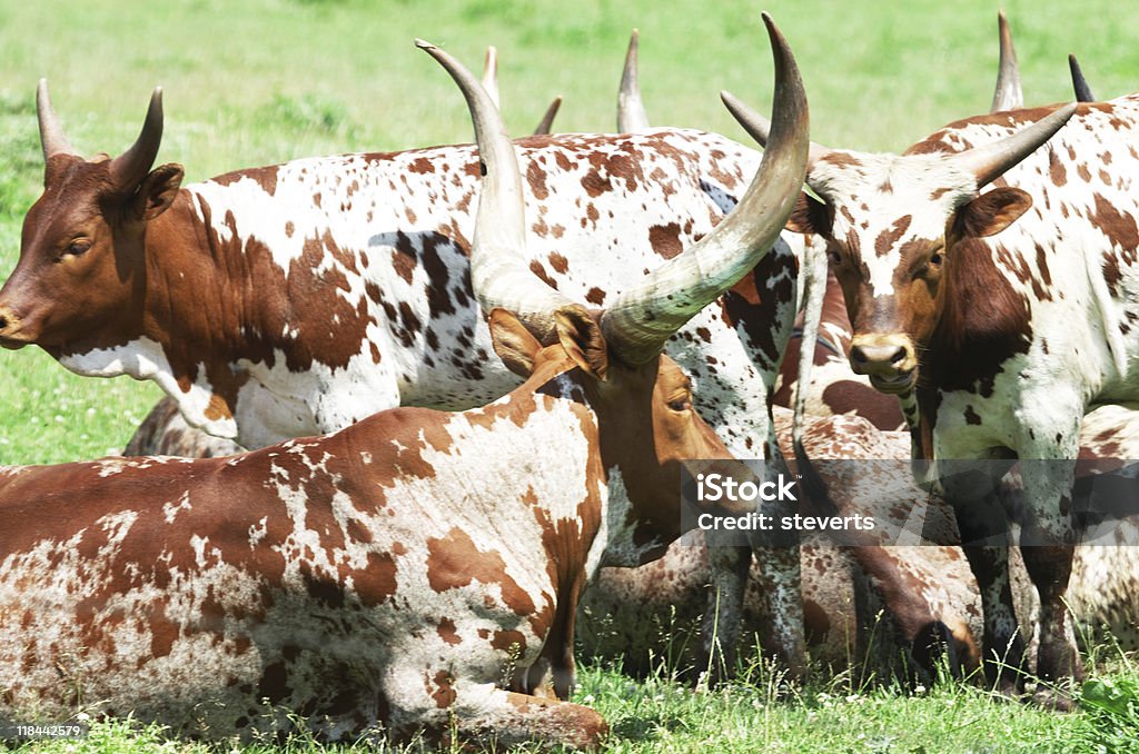 Longhorn rebanho - Foto de stock de Animal de Fazenda royalty-free