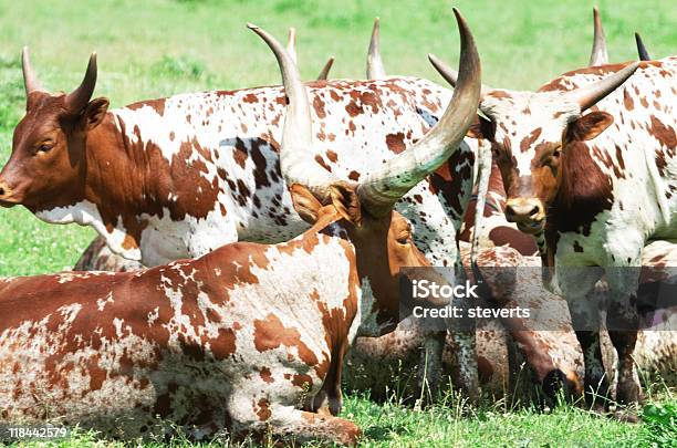 Foto de Longhorn Rebanho e mais fotos de stock de Animal de Fazenda - Animal de Fazenda, Branco, Cena Rural