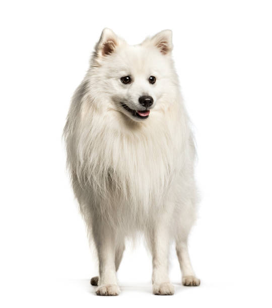 istock Japanese Spitz sitting against white background 1184426165