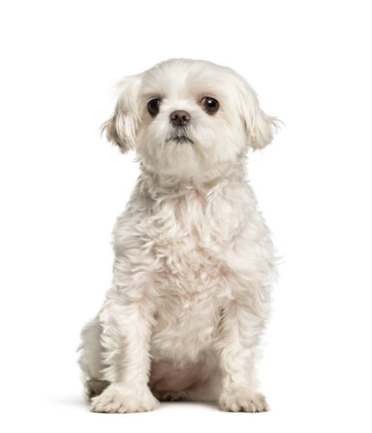 istock Maltese dog sitting against white background 1184426233