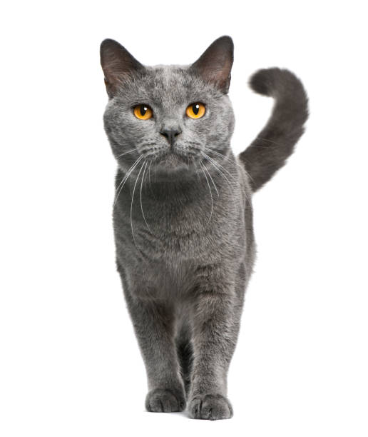 Chartreux cat, 16 months old, standing in front of white background Chartreux cat, 16 months old, standing in front of white background pure bred cat stock pictures, royalty-free photos & images
