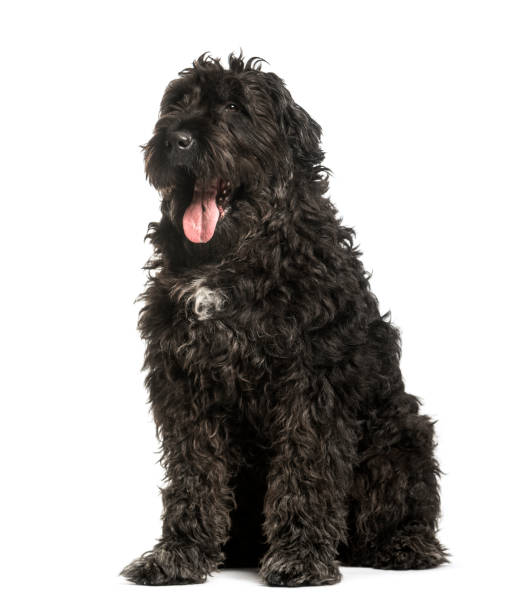 istock Bouvier des Flandres sitting against white background 1184426292