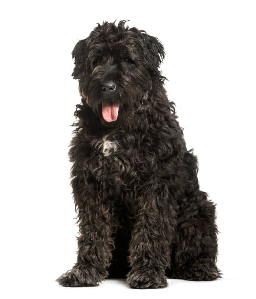 istock Bouvier des Flandres sitting against white background 1184426696