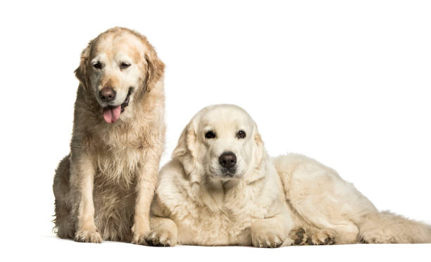 istock Golden Retriever & Polish Tatra Sheepdog 1184426842