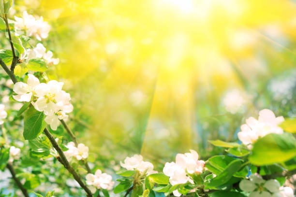 istock Border from apple tree blossom with sun lights. Spring background. Copy space 1184426884