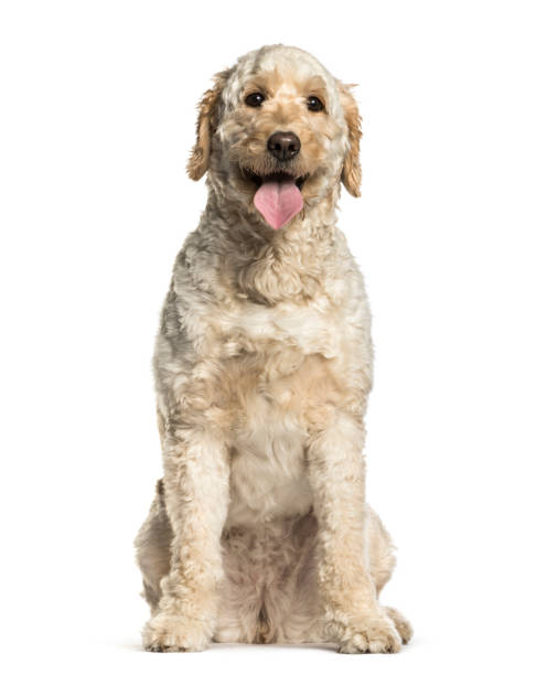 istock Labradoodle, Mixed-breed with a poodle and a labrador retriever, sitting against white background 1184426900