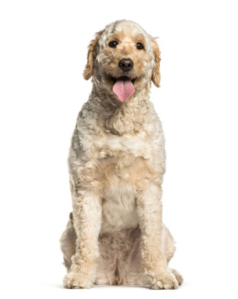 Labradoodle, Mixed-breed with a poodle and a labrador retriever, sitting against white background Labradoodle, Mixed-breed with a poodle and a labrador retriever, sitting against white background labradoodle stock pictures, royalty-free photos & images