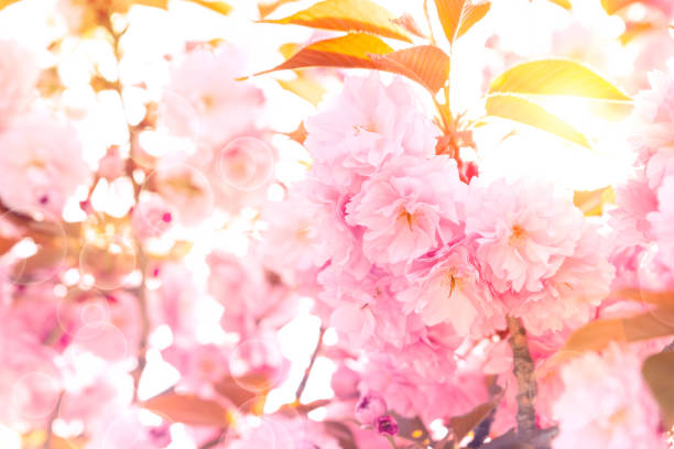 istock Close-up pink sakura blossom in full bloom  with sun lights. Spring background. Copy space. 1184426933