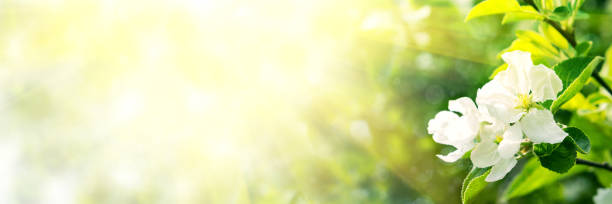 istock Web banner 3:1. Border from apple tree blossom with sun lights. Spring background. Copy space 1184427291