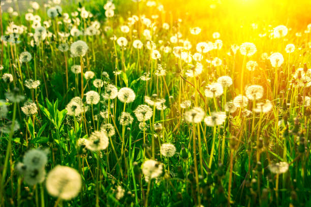istock Dandelion flowers field with sun lights. Spring background. Copy space. Soft focus 1184427339