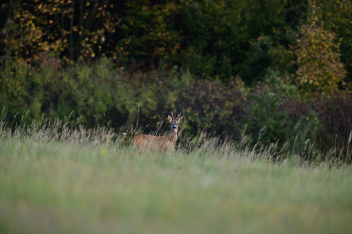 Beautiful female roe deer (Capreolus capreolus) standing in front of a meadow.