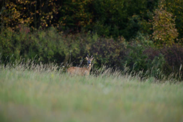 istock Roe deer walking on the meadow with green grass 1184428367
