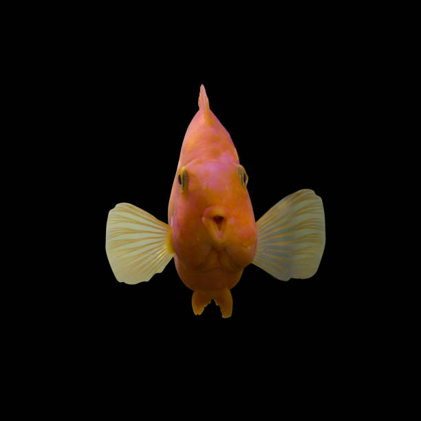 istock Multicolored bright aquarium fish isolated on black background 1184428449