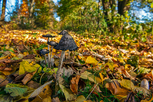 Autumn Mushrooms on Footpath