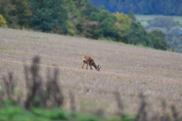 istock Roe deer walking on the meadow with green grass 1184428859