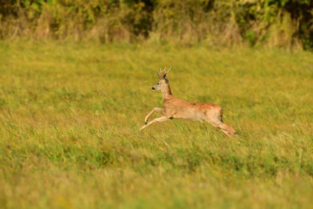 istock Roe deer running on the meadow in mating season 1184429242