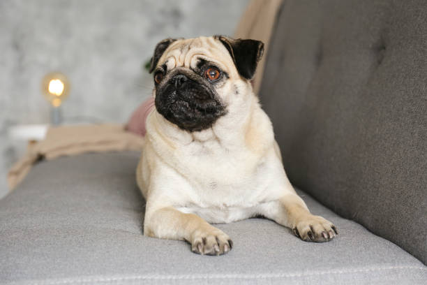 istock Purebred short haired dog with sad facial expression. 1184432451